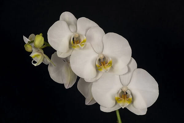USA, Washington State, Bellingham. Close-up of phalaenopsis orchid
