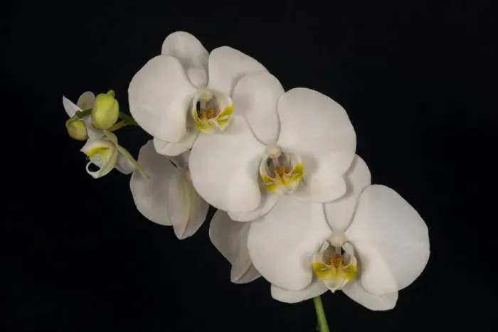 Framed Print : USA, Washington State, Bellingham. Close-up of phalaenopsis orchid