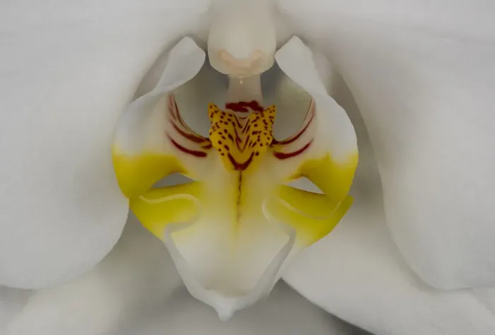 Framed Print : USA, Washington State, Bellingham. Close-up of phalaenopsis orchid