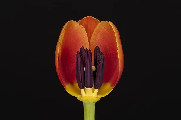 USA, Washington State, Bellingham. Close-up inside of tulip