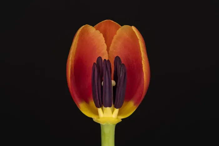 Framed Print : USA, Washington State, Bellingham. Close-up inside of tulip Framed Print : USA, Washington State, Bellingham. Close-up inside of tulip