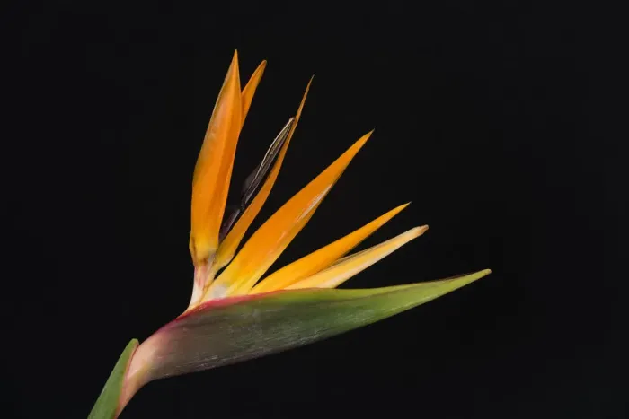 Framed Print : USA, Washington State, Bellingham. Bird of paradise flower close-up Framed Print : USA, Washington State, Bellingham. Bird of paradise flower close-up