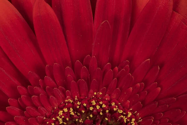USA, Washington State, Bellingham. Close-up of gerbera daisy