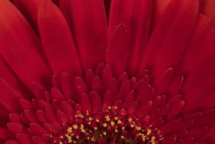 Framed Print : USA, Washington State, Bellingham. Close-up of gerbera daisy Framed Print : USA, Washington State, Bellingham. Close-up of gerbera daisy