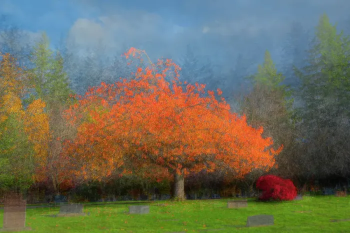Framed Print : USA, Washington State, Bellingham. Composite abstract of tree in autumn colors in cemetery. ©Dennis Kirkland / Jaynes Gallery / DanitaDelimont.com Framed Print : USA, Washington State, Bellingham. Composite abstract of tree in autumn colors in cemetery. ©Dennis Kirkland / Jaynes Gallery / DanitaDelimont.com