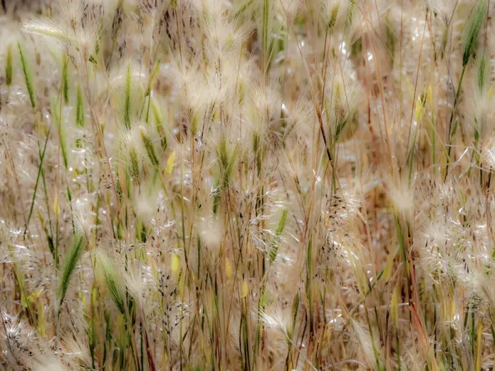 Framed Print : USA, Washington State, Benge. Dried grass seed heads