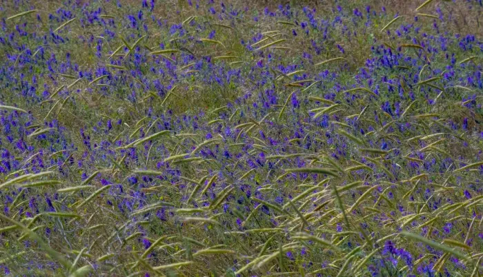 Framed Print : USA, Washington State, Benge. Purple vetch in field