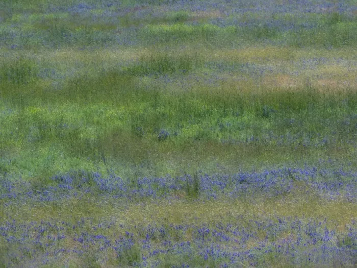 Framed Print : USA, Washington State, Benge. Purple vetch in field Framed Print : USA, Washington State, Benge. Purple vetch in field