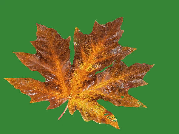 USA, Washington State. Big leaf maple leaf on dark green still-life