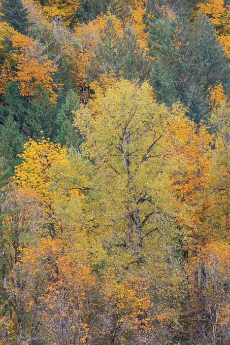 Framed Print : USA, Washington State. Big Leaf Maple trees in autumn colors near Darrington off of Highway 530