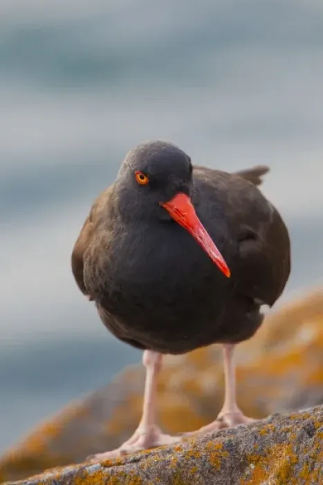 Framed Print : USA, Washington State, Black Oystercatcher