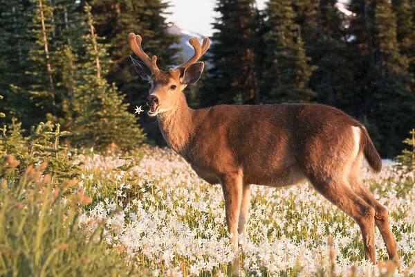USA, Washington State. Black-tailed deer (Odocoileus hemionus columbianus), a buck in velvet