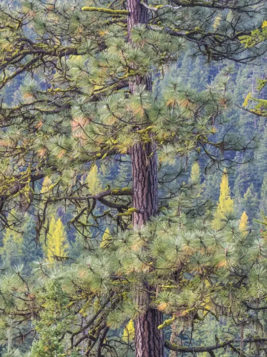 Framed Print : USA, Washington State, Blewett Pass in autumn and Pine Trees