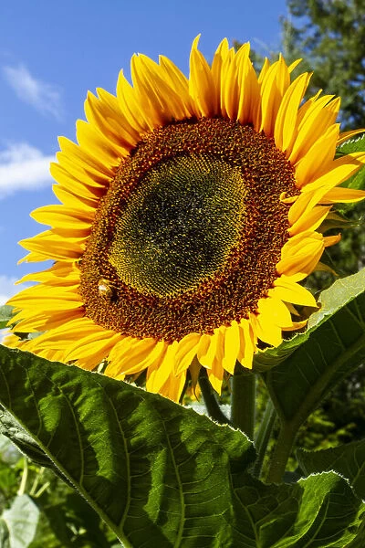 USA, Washington State, Bremerton. Bee on a large sunflower