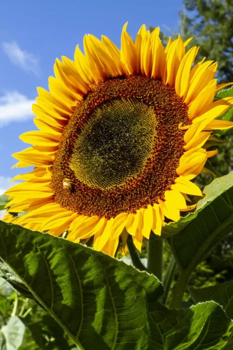 Framed Print : USA, Washington State, Bremerton. Bee on a large sunflower Framed Print : USA, Washington State, Bremerton. Bee on a large sunflower