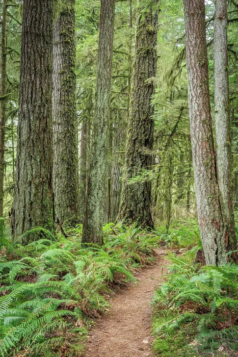 Framed Print : USA, Washington State, Bremerton. Forest trail in Rhododendron Preserve
