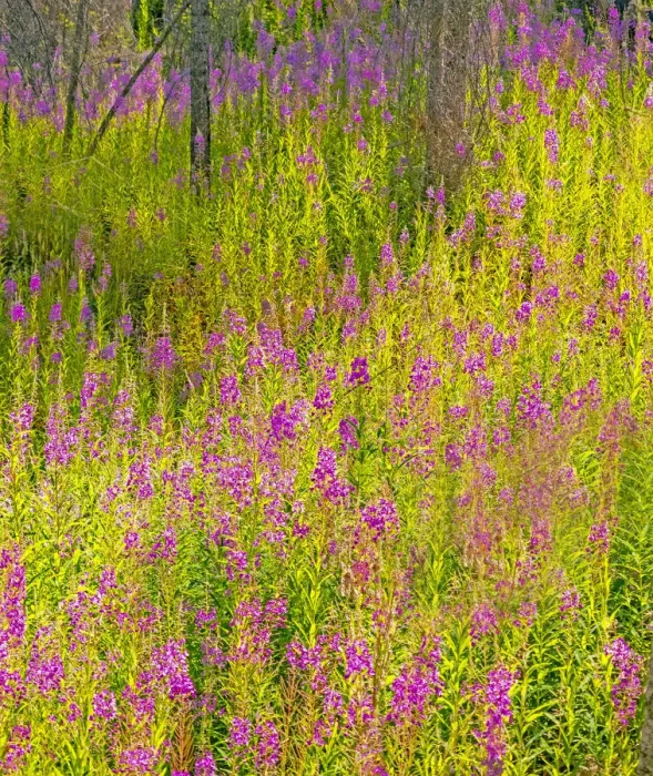 Framed Print : USA, Washington State, burnt forest and fire weed along Lake Cle Elum Washington Cascades Framed Print : USA, Washington State, burnt forest and fire weed along Lake Cle Elum Washington Cascades