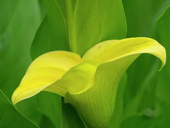 Framed Print : USA, Washington State. Calla Lily