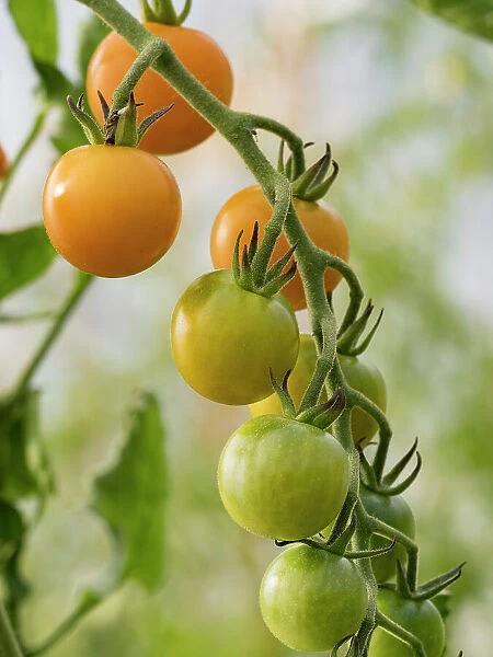 Usa, Washington State, Carnation. Orange tomatoes growing on vine