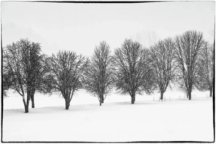 Framed Print : USA, Washington State, Carnation. Fresh snow in field with line of trees in black and white Framed Print : USA, Washington State, Carnation. Fresh snow in field with line of trees in black and white