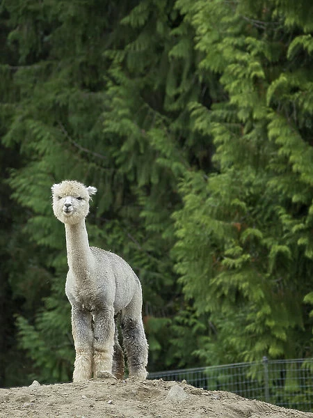 Usa, Washington State, Carnation. Alpaca