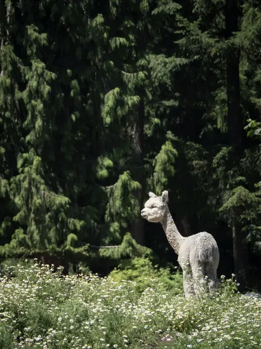 Framed Print : Usa, Washington State, Carnation. Alpaca Framed Print : Usa, Washington State, Carnation. Alpaca