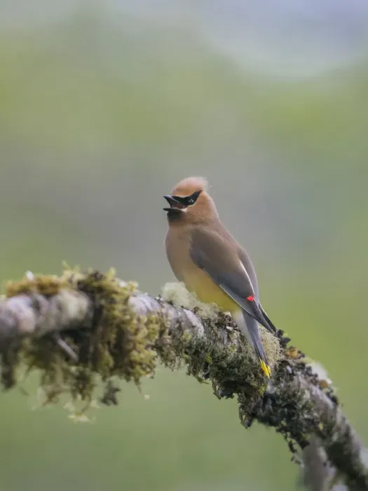 Framed Print : USA, Washington State. Cedar Waxwing (Bombycilla cedrorum) calling from perch in western Washington Framed Print : USA, Washington State. Cedar Waxwing (Bombycilla cedrorum) calling from perch in western Washington