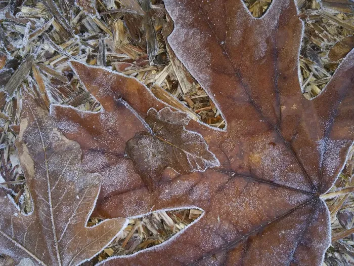 Framed Print : USA, Washington State. Central Cascades, Frosty Leaves Framed Print : USA, Washington State. Central Cascades, Frosty Leaves
