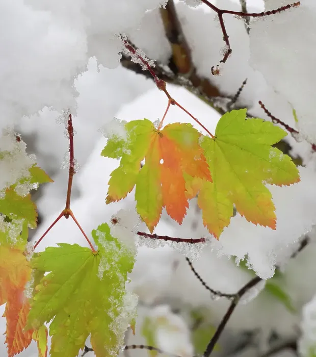 Framed Print : USA, Washington State. Central Cascades, Fresh snow with autumn colored maple leaves Framed Print : USA, Washington State. Central Cascades, Fresh snow with autumn colored maple leaves
