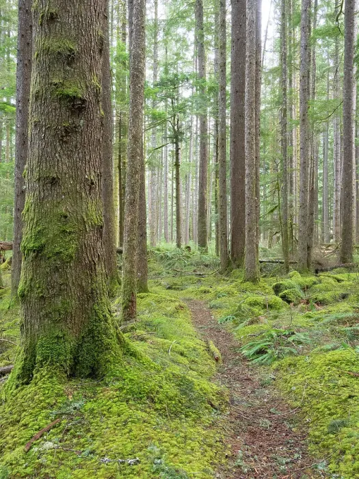 Framed Print : USA, Washington State. Central Cascades, Trail through Douglas Fir and Hemlock forest with verdant moss covered understory