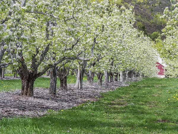 USA, Washington State, Chelan County. Orchard and rows of fruit trees in bloom in spring