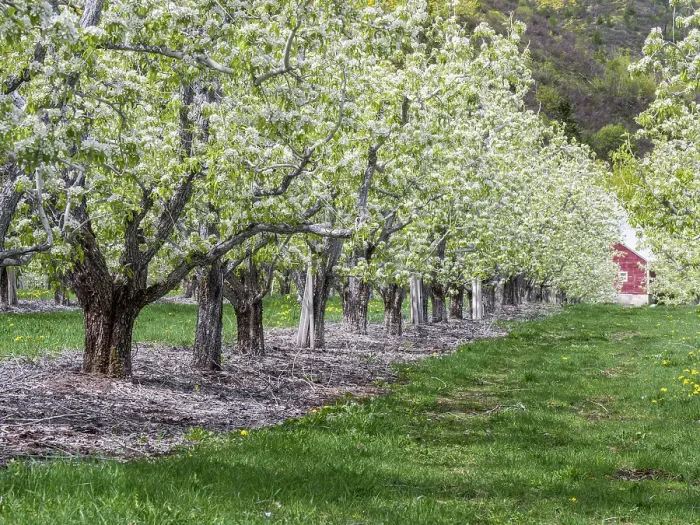 Framed Print : USA, Washington State, Chelan County. Orchard and rows of fruit trees in bloom in spring