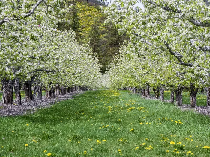 Framed Print : USA, Washington State, Chelan County. Orchard and rows of fruit trees in bloom in spring Framed Print : USA, Washington State, Chelan County. Orchard and rows of fruit trees in bloom in spring