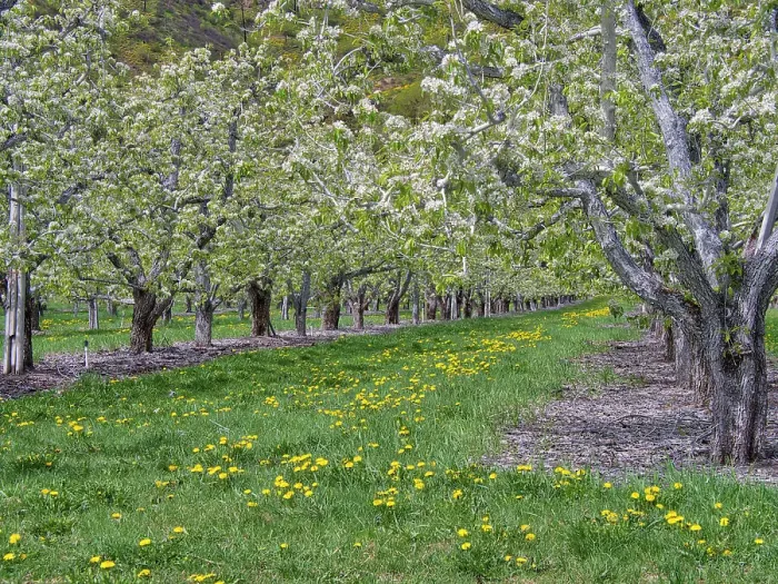 Framed Print : USA, Washington State, Chelan County. Orchard and rows of fruit trees in bloom in spring Framed Print : USA, Washington State, Chelan County. Orchard and rows of fruit trees in bloom in spring