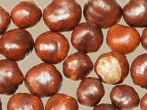 USA, Washington State. Chestnut still-life, chestnuts close-up with tan background