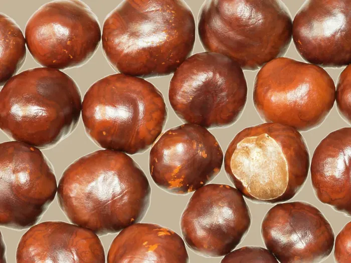 Framed Print : USA, Washington State. Chestnut still-life, chestnuts close-up with tan background