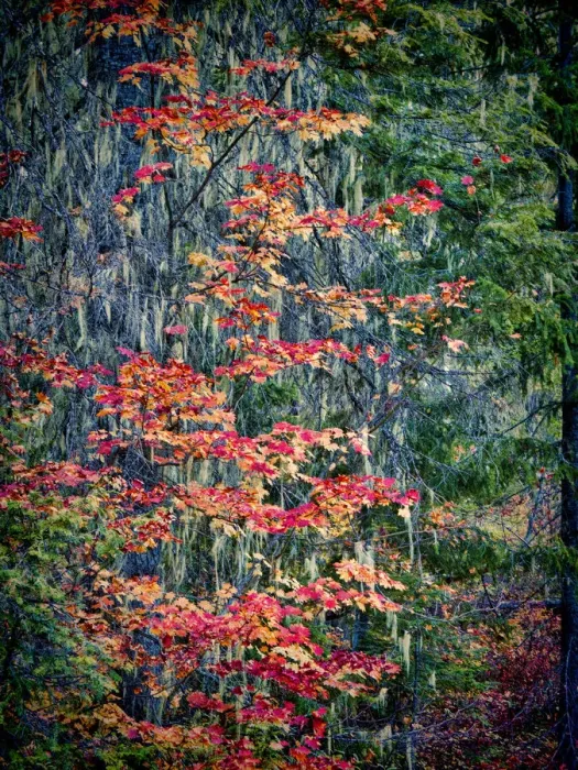 Framed Print : USA, Washington State, Cle Elum, Kittitas County. Vine maples Framed Print : USA, Washington State, Cle Elum, Kittitas County. Vine maples
