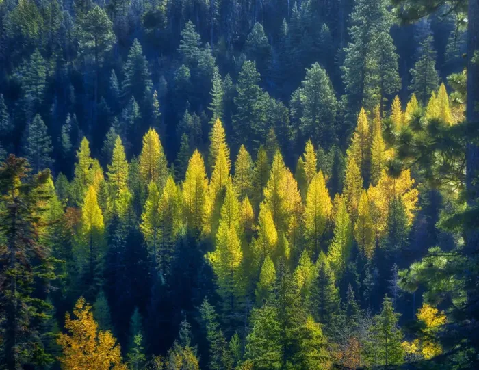 Framed Print : USA, Washington State, Cle Elum, Kittitas County. Western larch near Blewett Pass