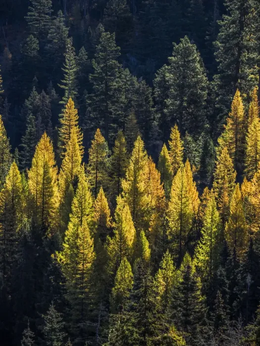 Framed Print : USA, Washington State, Cle Elum, Kittitas County. Western larch near Blewett Pass