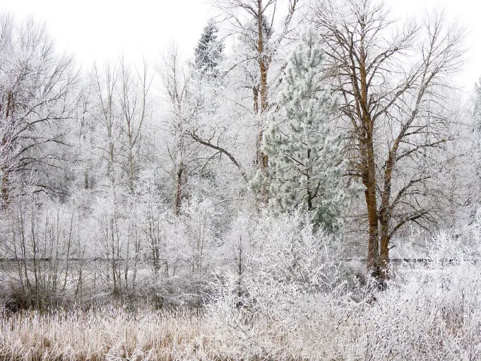 Framed Print : USA, Washington State, Cle Elum, Kittitas County. Winter along the Yakima River Framed Print : USA, Washington State, Cle Elum, Kittitas County. Winter along the Yakima River