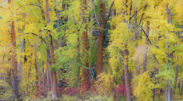 Framed Print : USA, Washington State, Cle Elum. Cottonwoods in autumn along the Yakima River Framed Print : USA, Washington State, Cle Elum. Cottonwoods in autumn along the Yakima River