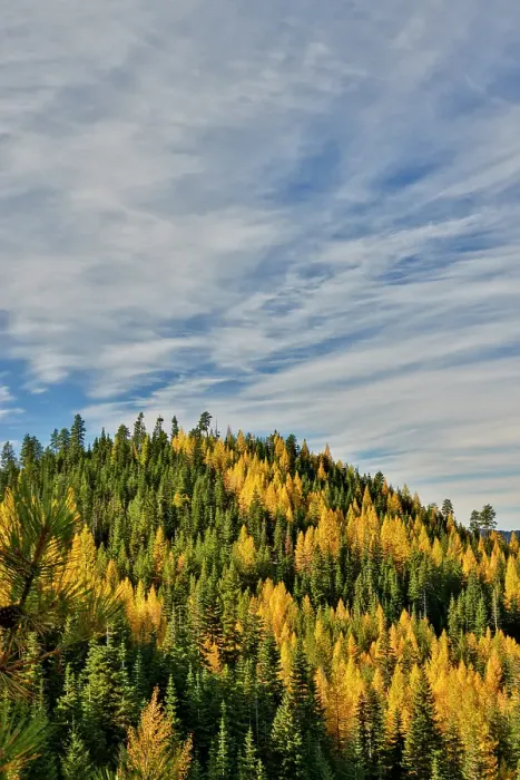 Framed Print : USA, Washington State, Cle Elum. Fall color amongst the golden larch trees Framed Print : USA, Washington State, Cle Elum. Fall color amongst the golden larch trees