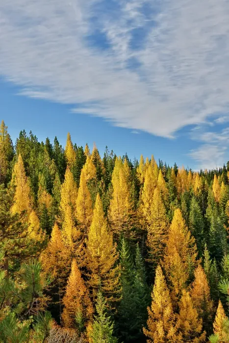 Framed Print : USA, Washington State, Cle Elum. Fall color amongst the golden larch trees Framed Print : USA, Washington State, Cle Elum. Fall color amongst the golden larch trees