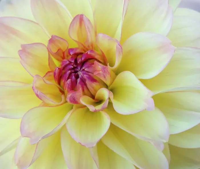 Framed Print : USA, Washington State, Cle Elum. Macro of a dahlia