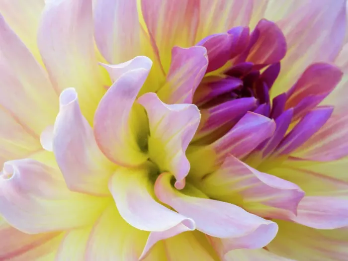 Framed Print : USA, Washington State, Cle Elum. Macro of a dahlia Framed Print : USA, Washington State, Cle Elum. Macro of a dahlia