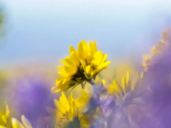 Framed Print : USA, Washington State. Close-up of Arrowleaf Balsamroot and lupine