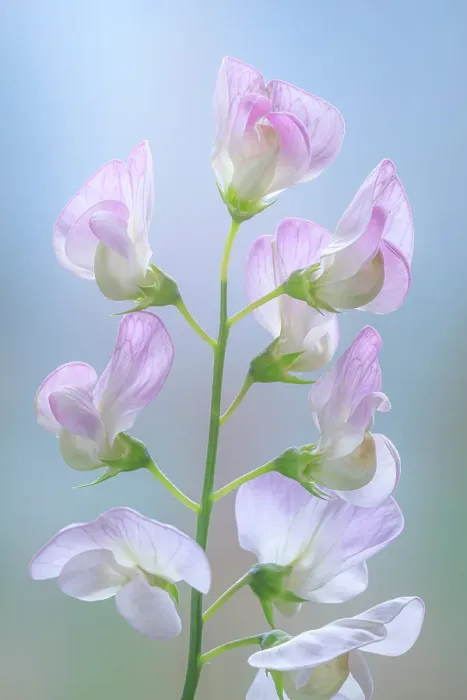 Framed Print : USA, Washington State. Close-up of sweet pea blossoms. ©Don Paulson  /  Jaynes Gallery  /  DanitaDelimont.com