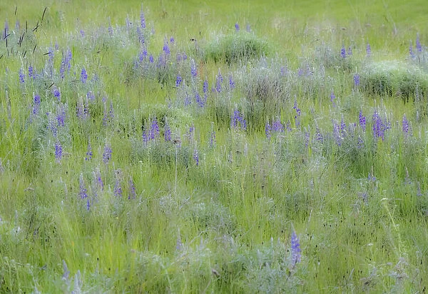 USA, Washington State, Colfax. Palouse field of grass and lupine