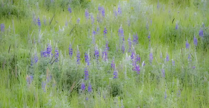 Framed Print : USA, Washington State, Colfax. Palouse field of grass and lupine Framed Print : USA, Washington State, Colfax. Palouse field of grass and lupine