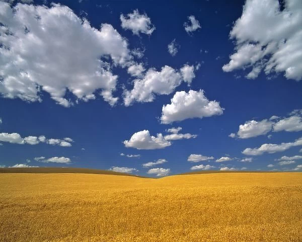 USA, Washington State, Colfax. Ripe barley meets the horizon near Colfax in the Palouse area